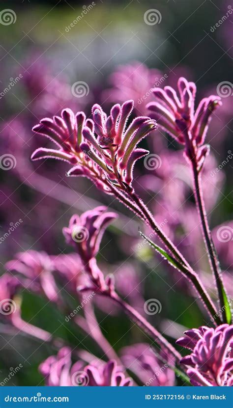 Pinay sa : PINK KANGAROO PAW or Haemodoraceae.